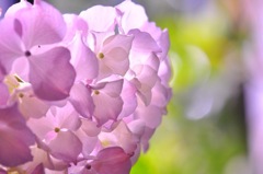 「  Pure 」