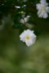 『  純白  』