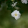 『  純白  』