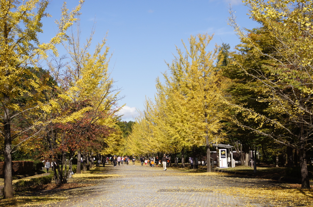 イチョウ並木