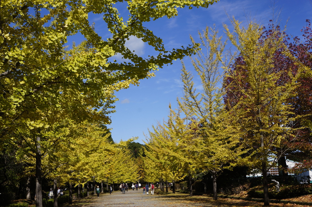 イチョウ並木