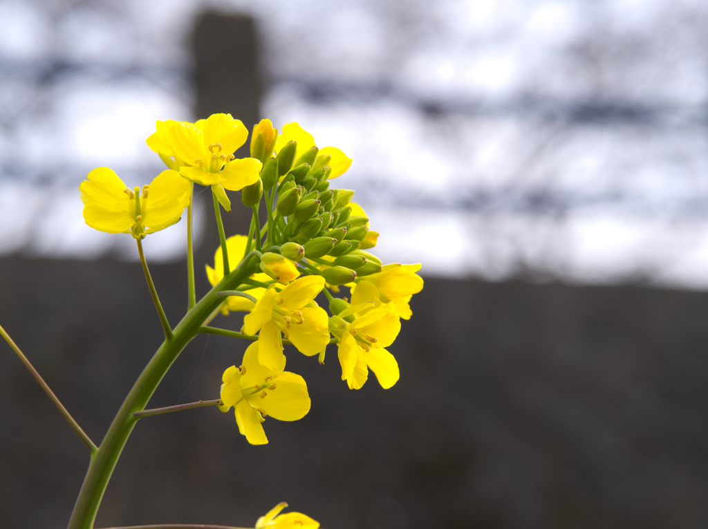 菜の花