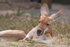 ヘイ、かのじょ～