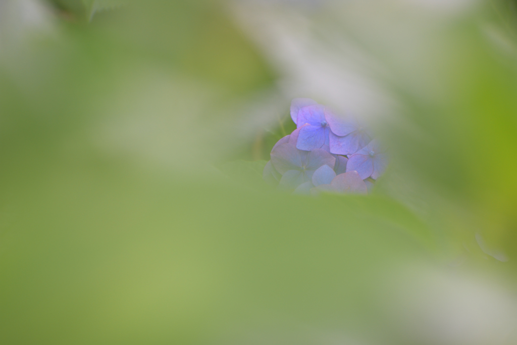 紫陽花＜内気＞