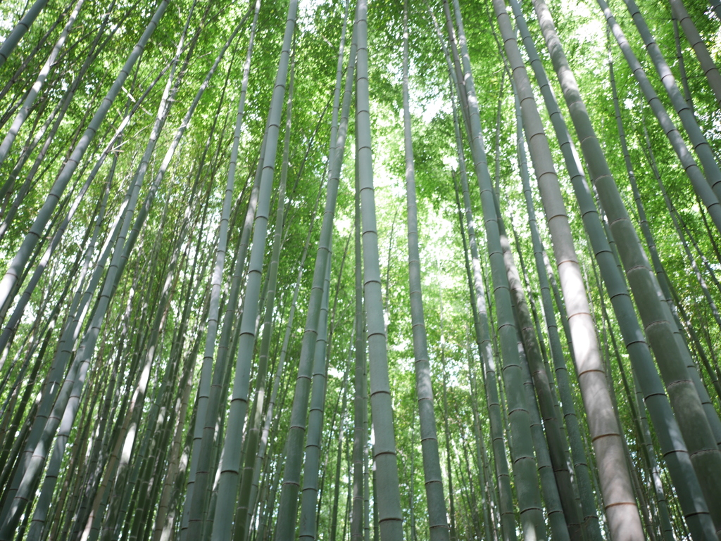 竹林