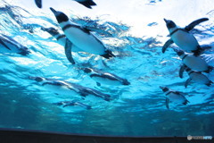 泳ぐペンギン