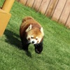 ダッシュ！！２
