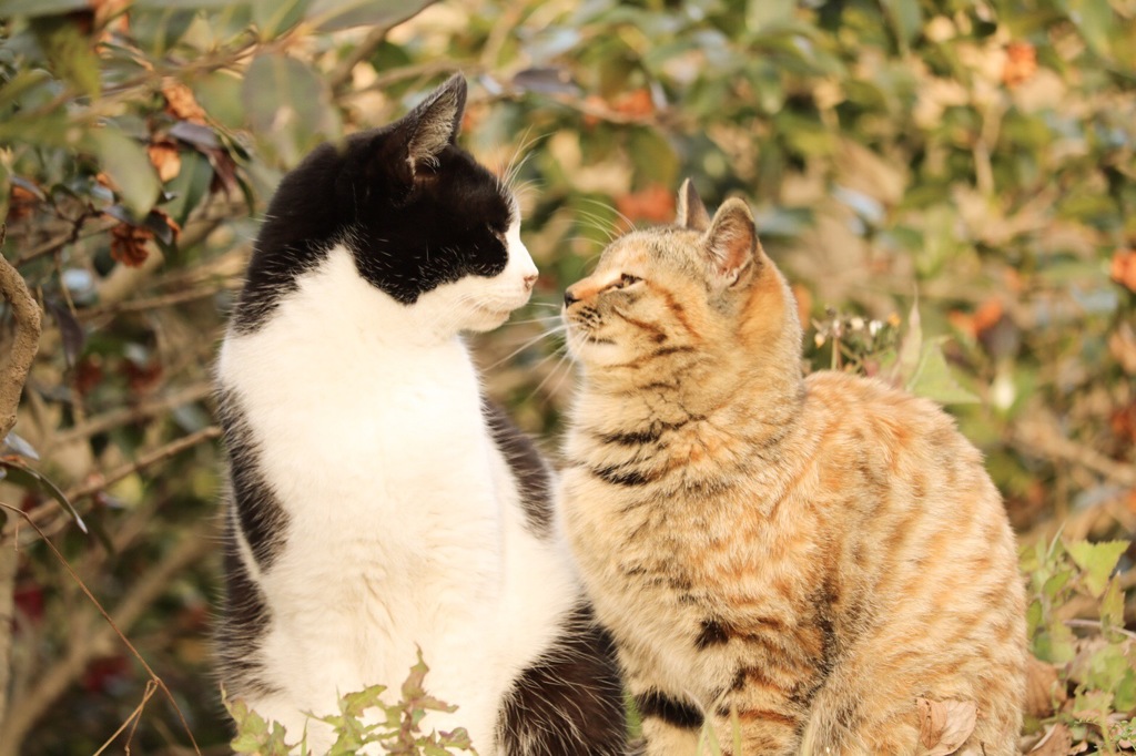 猫