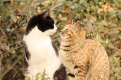 猫