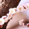 桃