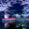夜桜まだ３分咲き