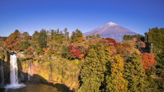 紅葉　2026年 11月21日　静岡