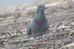 ハト