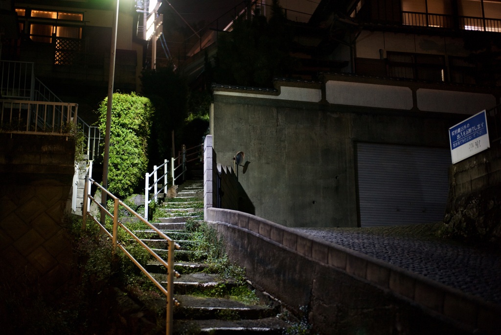 cat on the stairs