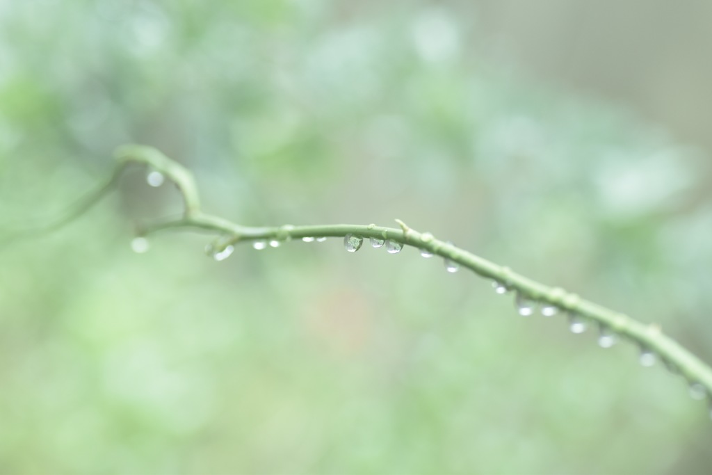 raindrops