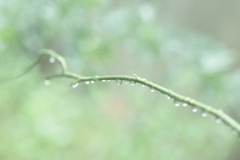raindrops