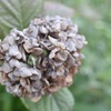 紫陽花