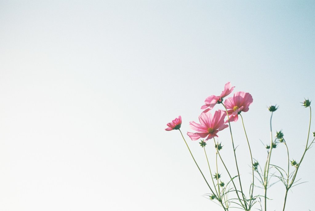 秋桜