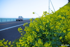 海沿いの菜の花畑