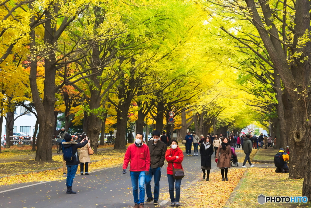 北海道大学イチョウ並木