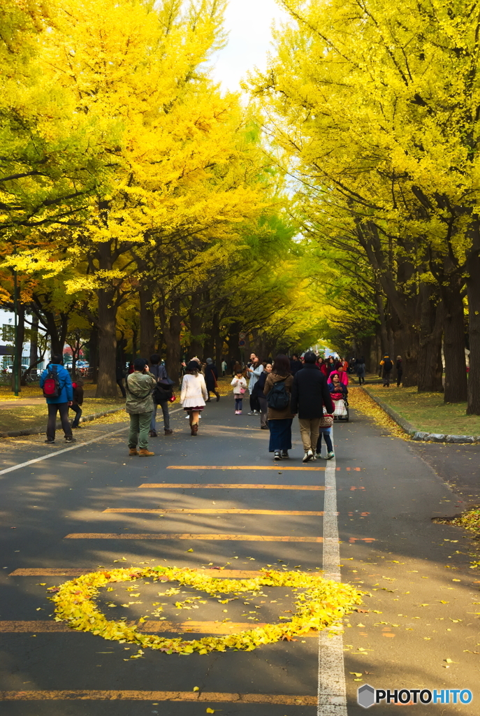 北海道大学イチョウ並木