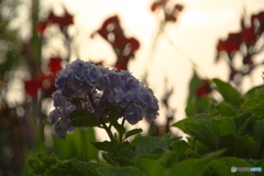 夕暮れの紫陽花