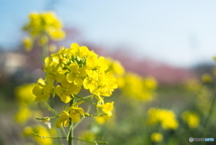 菜の花と、