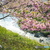 小川に咲く桜