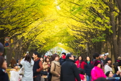 北海道大学イチョウ並木