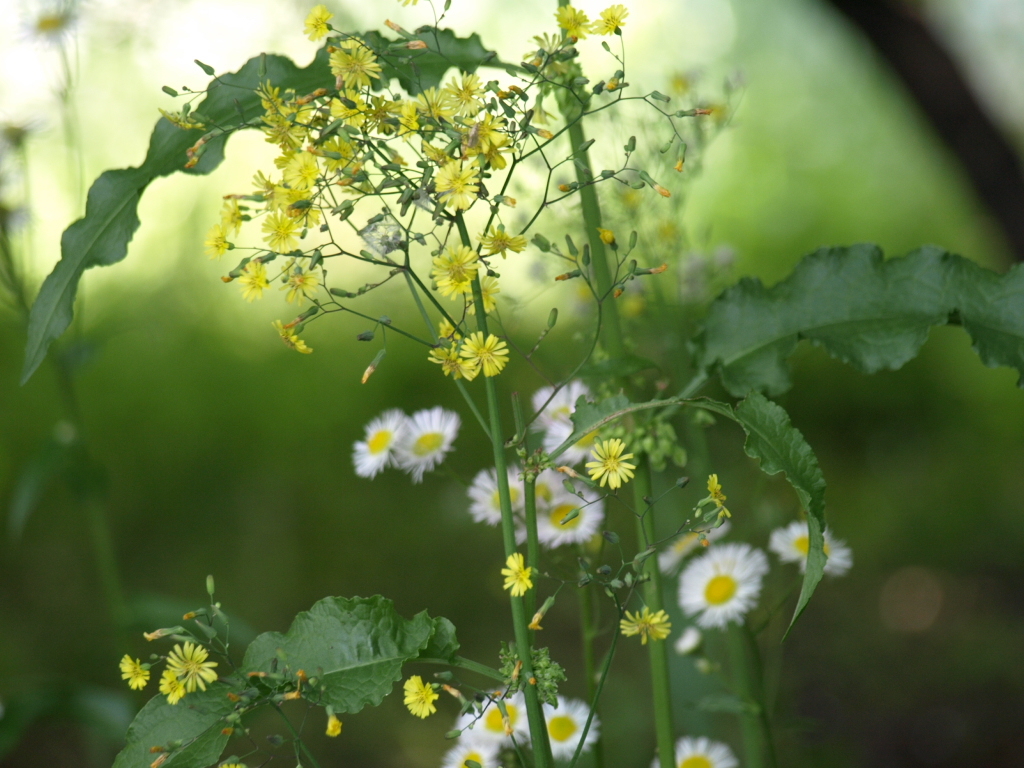 花