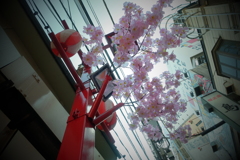 桜（造花）