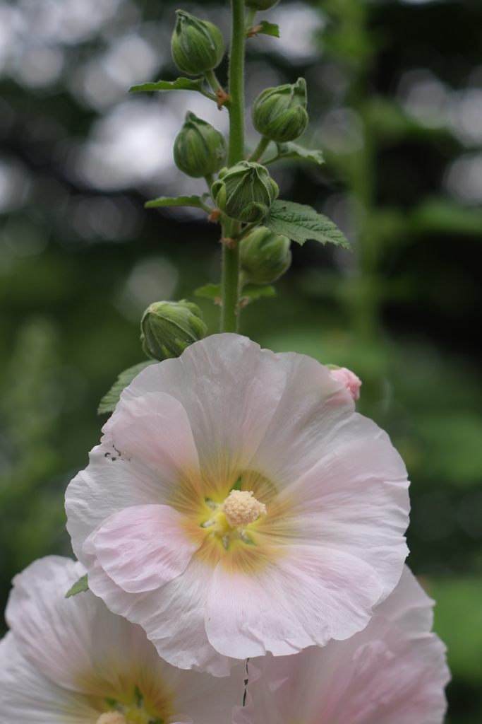 オールドレンズ試験撮影　　MC　ROKKOR－PF　58ｍｍF1.4②