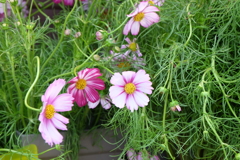 花①