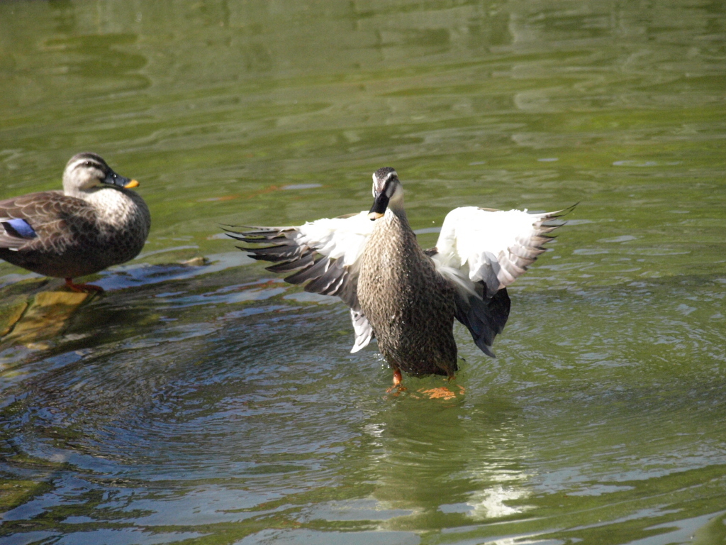 鳥さん