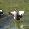 鳥さん