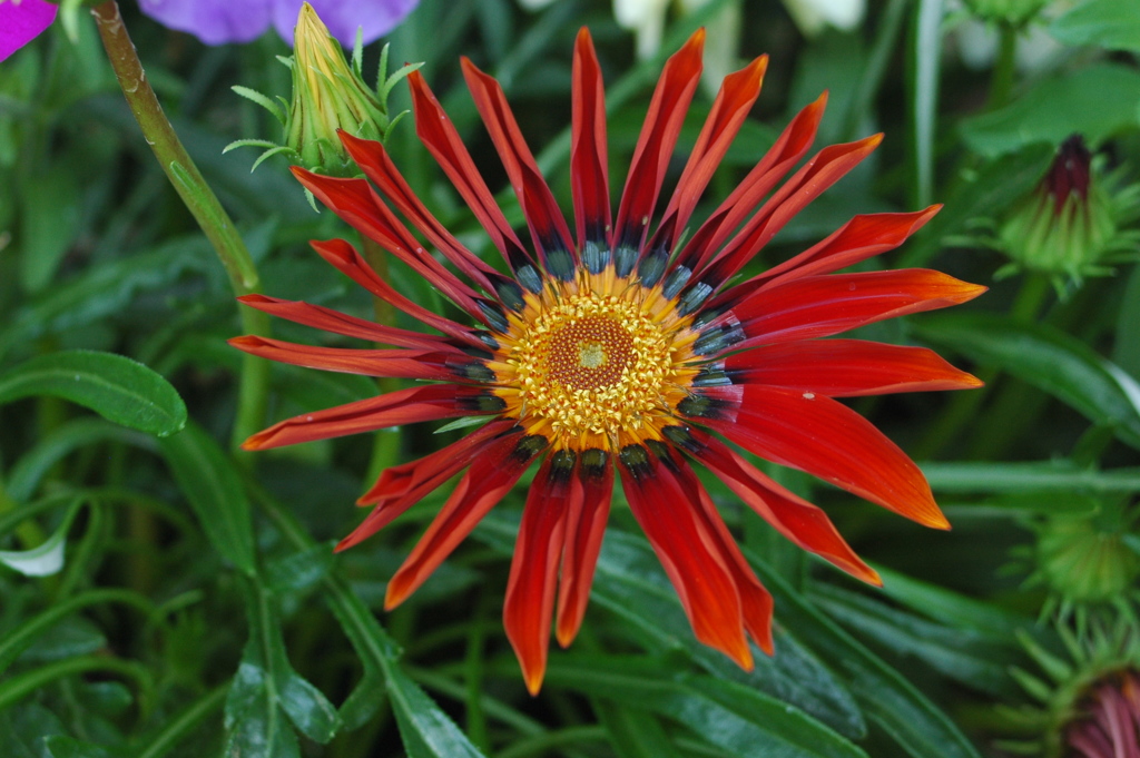 花2　　NIKON　D70　試験撮影