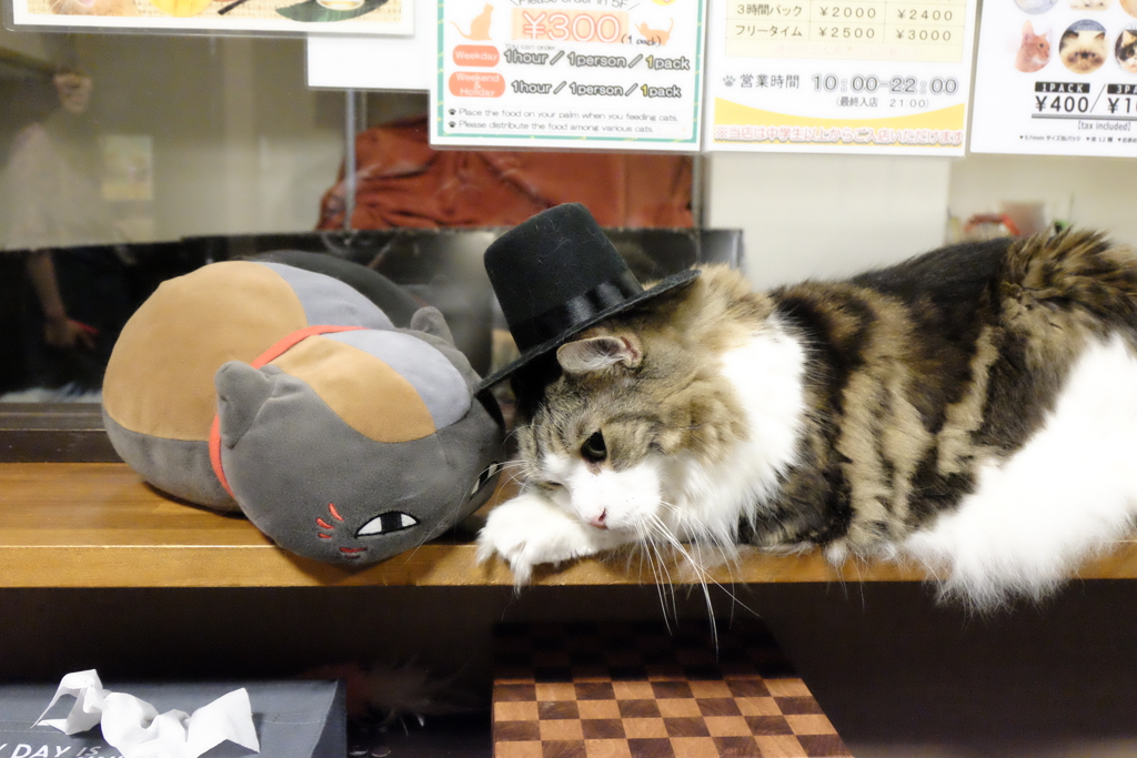 猫カフェ