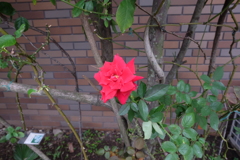花①
