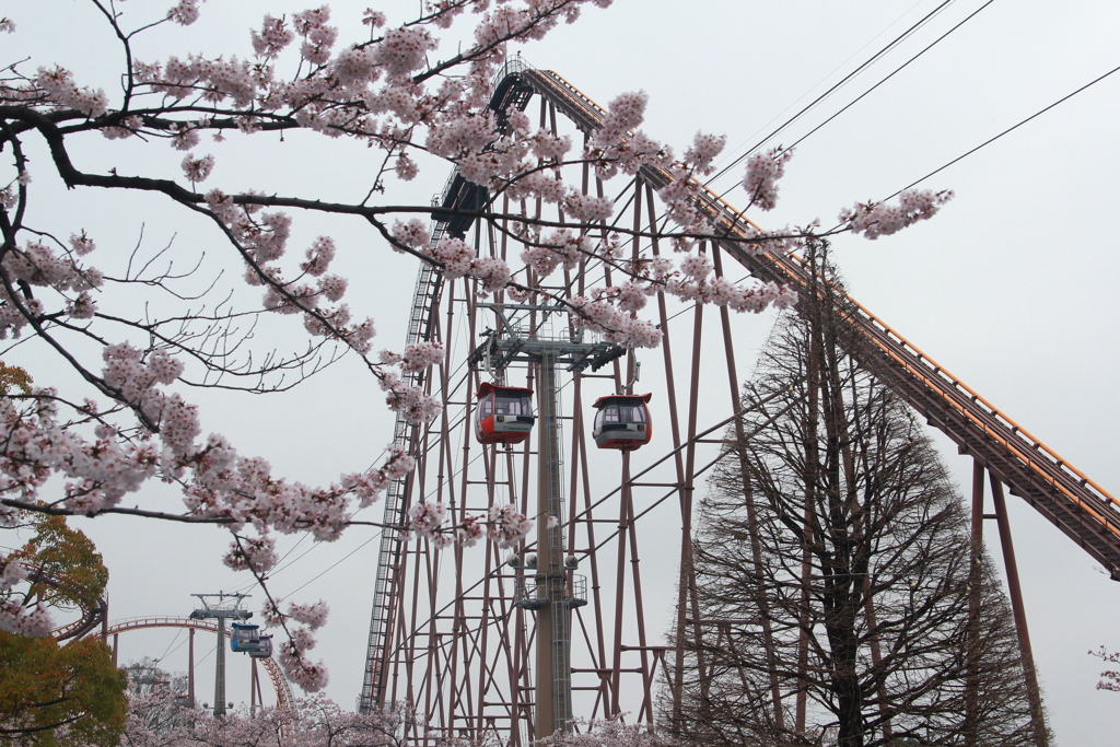 読売ランドの桜