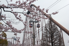 読売ランドの桜