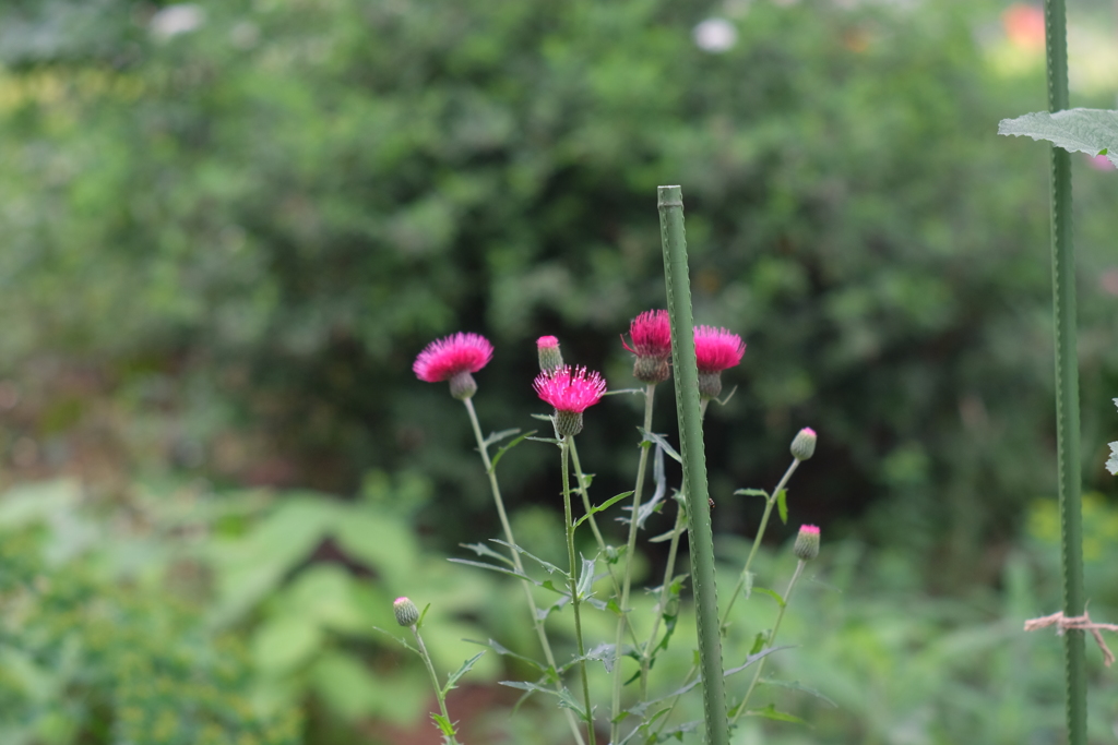 オールドレンズ試験撮影　　MC　ROKKOR－PF　58ｍｍF1.4③