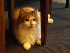 猫カフェ④