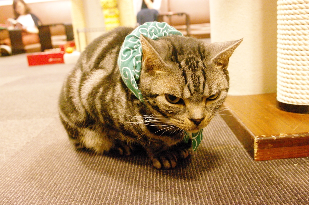 新宿の猫カフェ～癒される