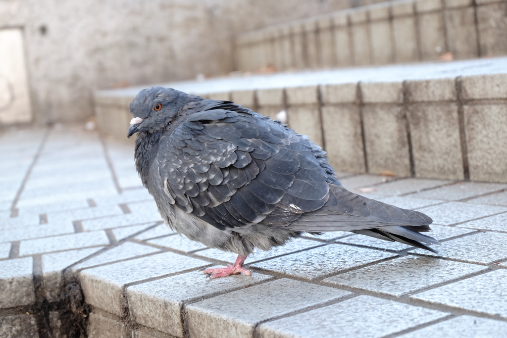 怖そうな鳩ちゃん