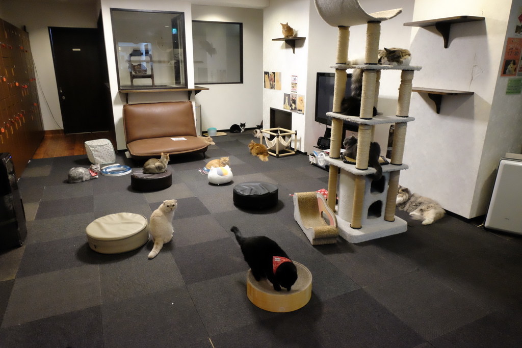 猫カフェ