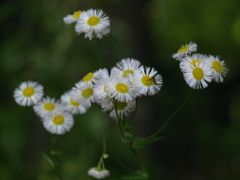 花2