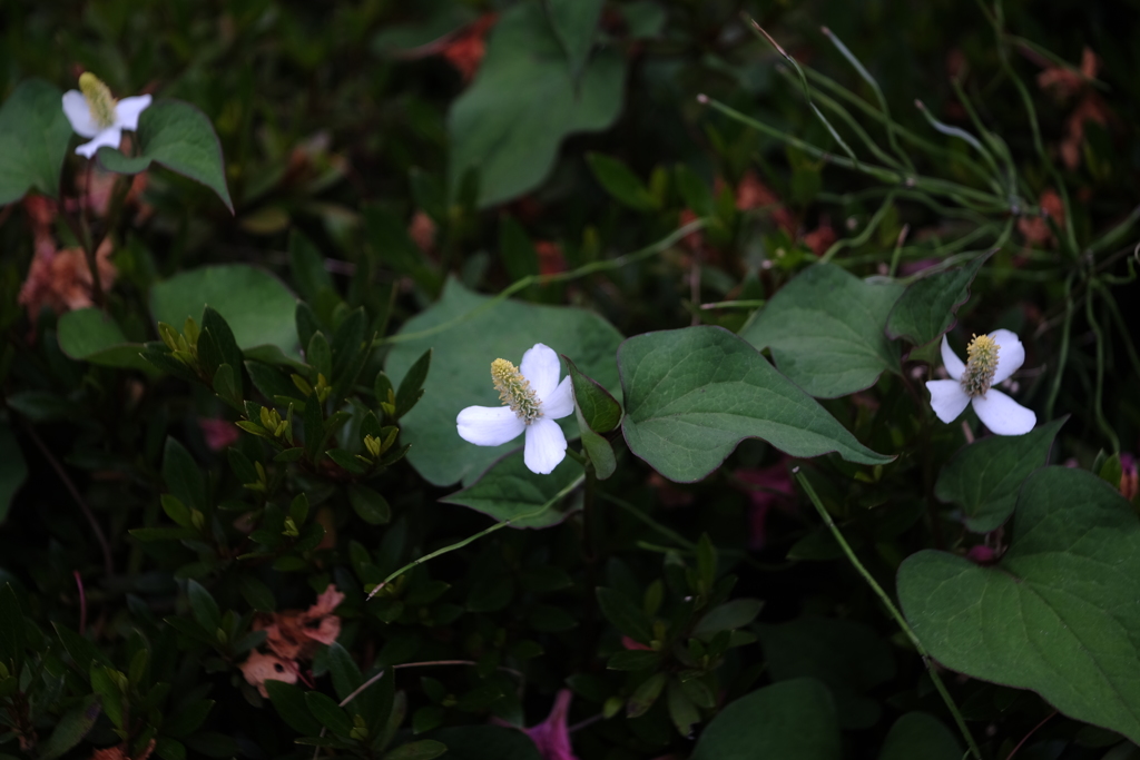 　INDUSTAR-50-2　50ｍｍF3.5　　(ロシア）試験撮影
