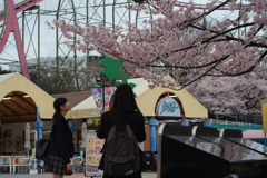 読売ランドの桜を鑑賞する女子高生