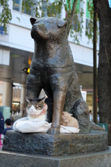 渋谷ハチ公像と親子猫?