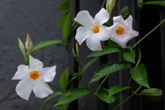 花④